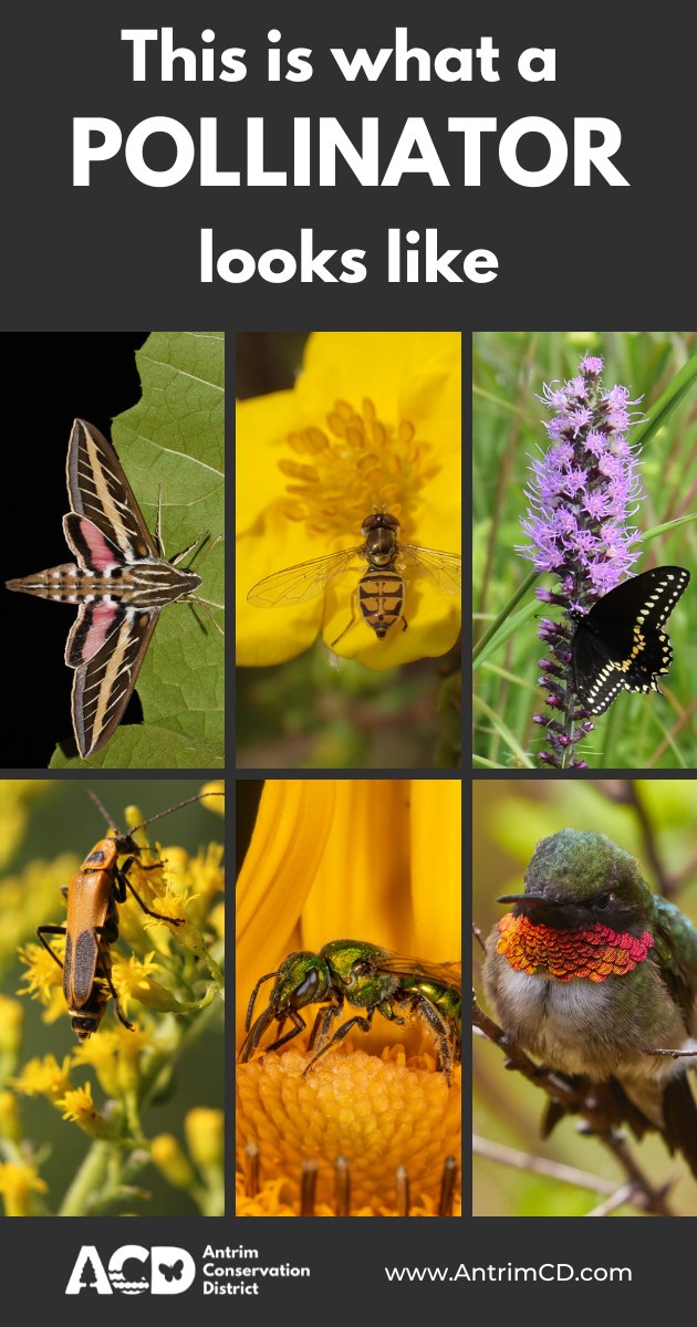 PIW - Plant It Wild | Frankfort MI