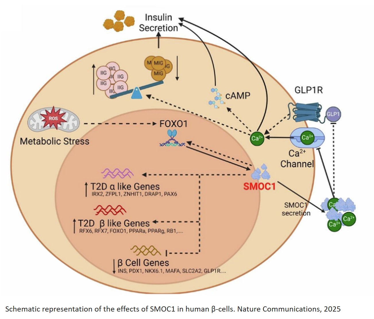 Science - Gene converts insulin-producing cells into blood-sugar ...