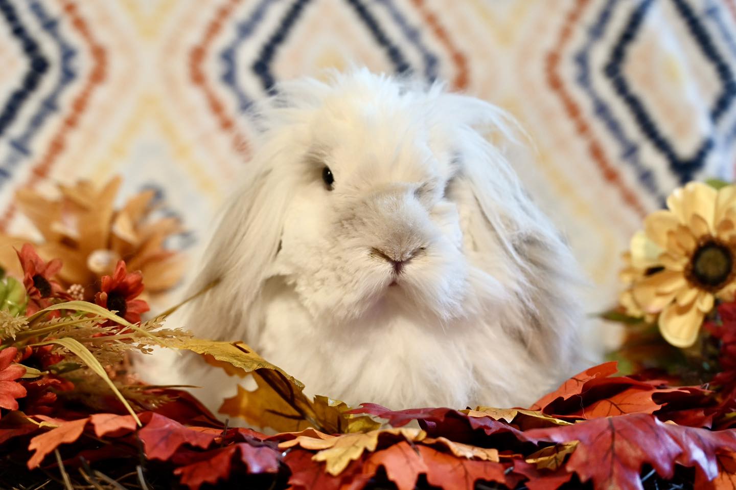 North Texas Rabbit Sanctuary | Garland TX