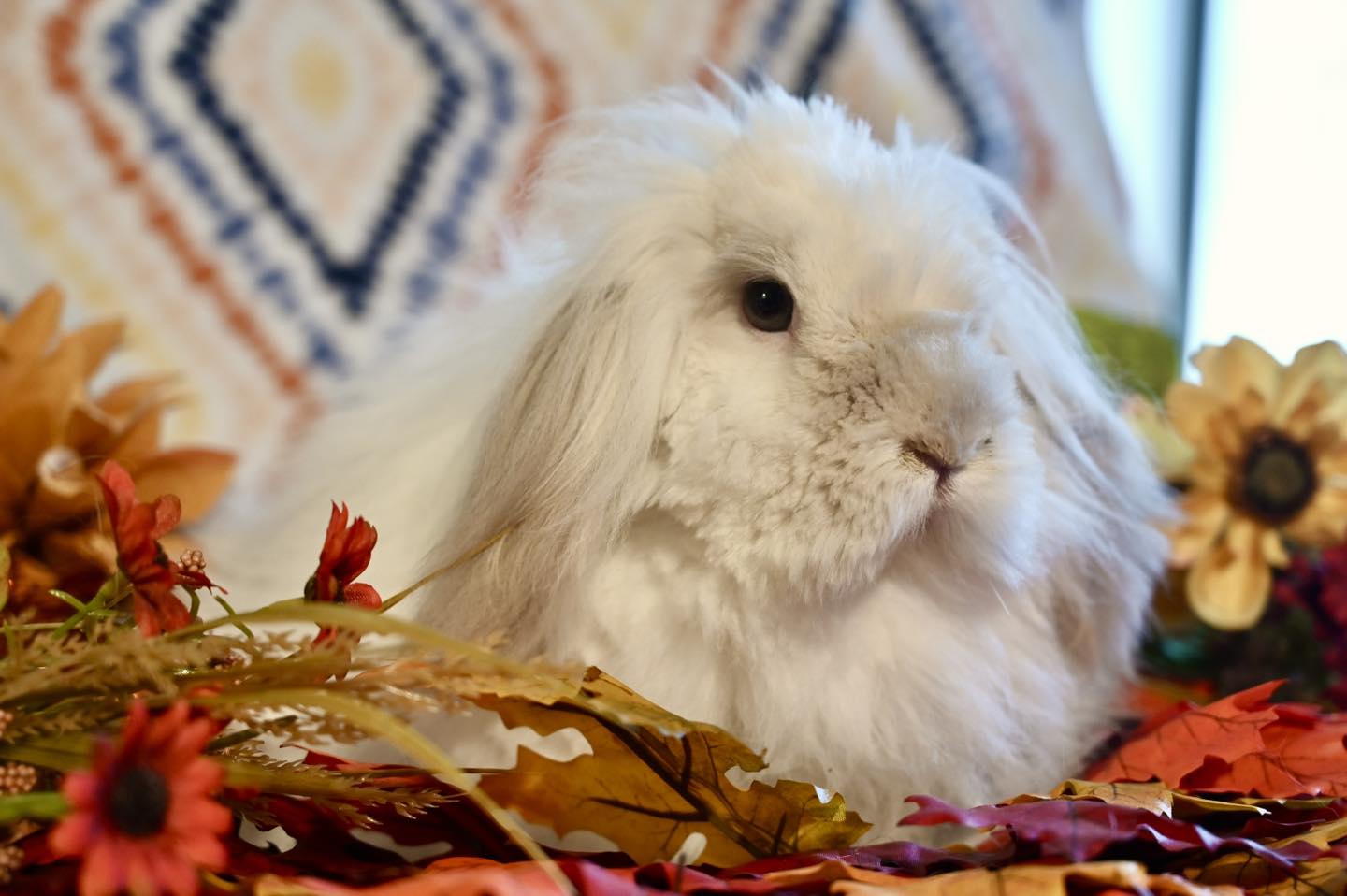 North Texas Rabbit Sanctuary | Garland TX