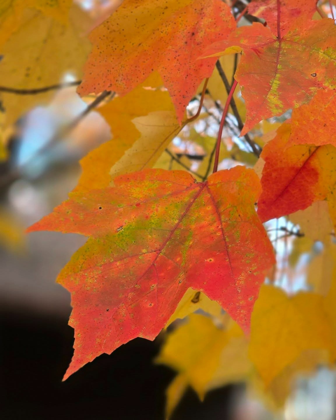 🍁 The Science Behind Fall Leaf Colors 🌳 Every autumn, trees put on a ...