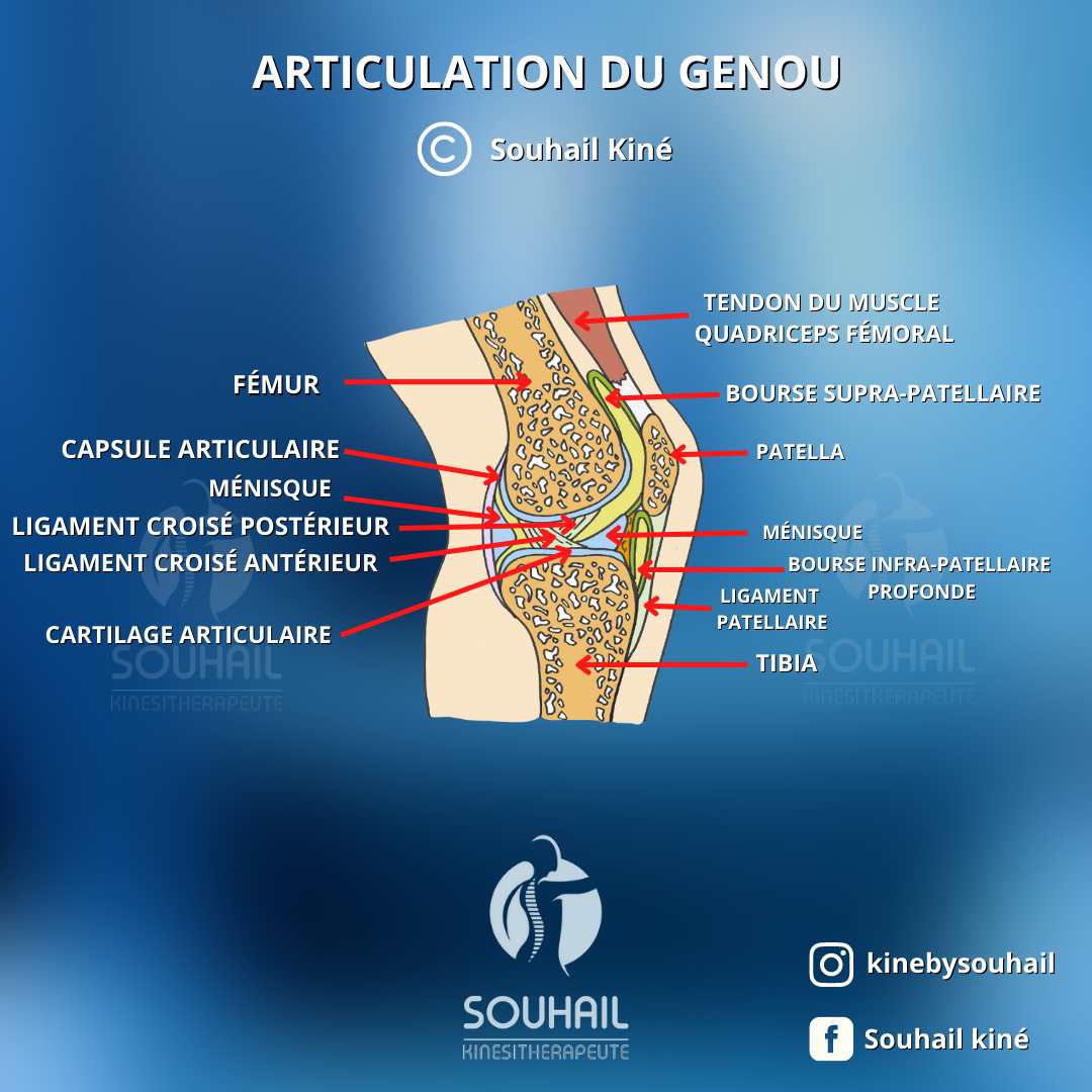 Centre - ⚠️ Anatomie du genou C’est l’articulation la plus complexe du ...