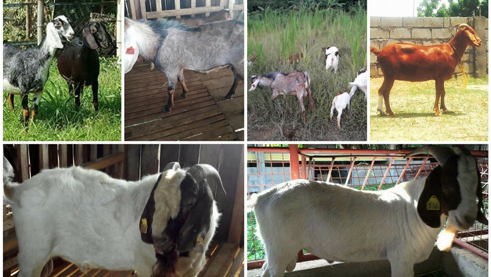 GOAT RAISER ISABELA | Facebook