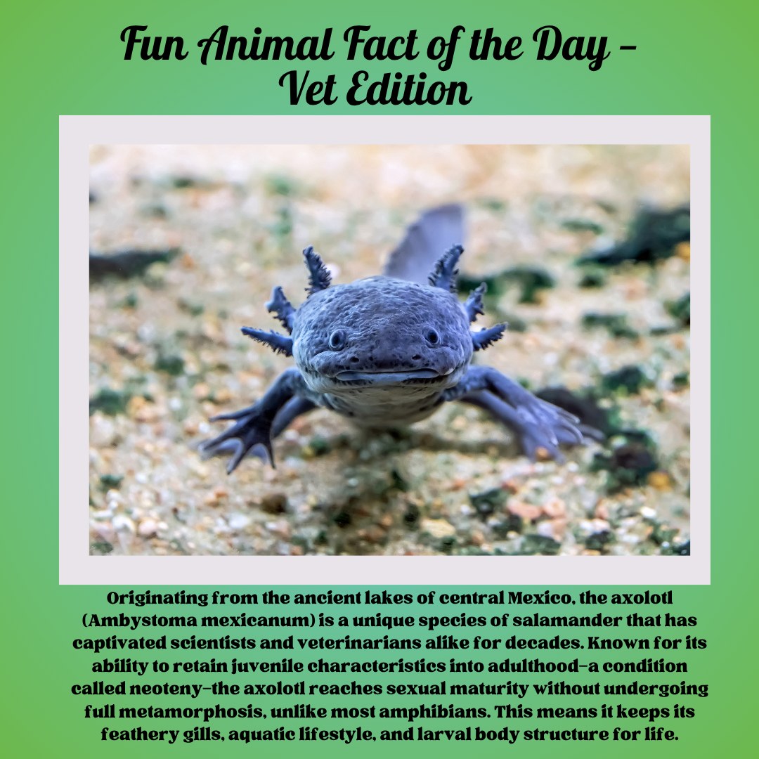 Woodland - 🩺 Fun Animal Fact of the Day — Vet Edition 🧠 The Axolotl: A ...