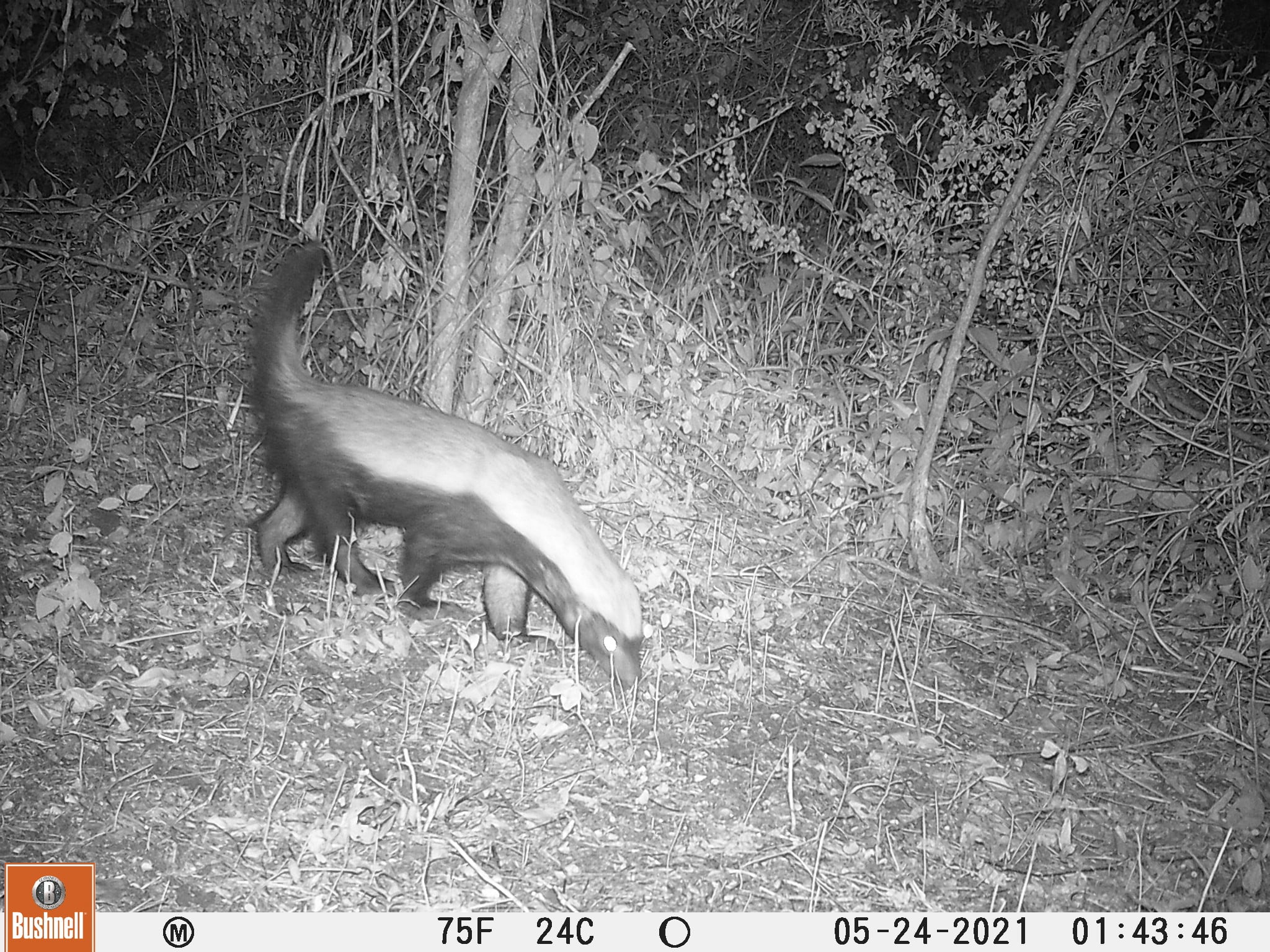 Carnivore Conservation Ethiopia - It may be small but a honey badger ...