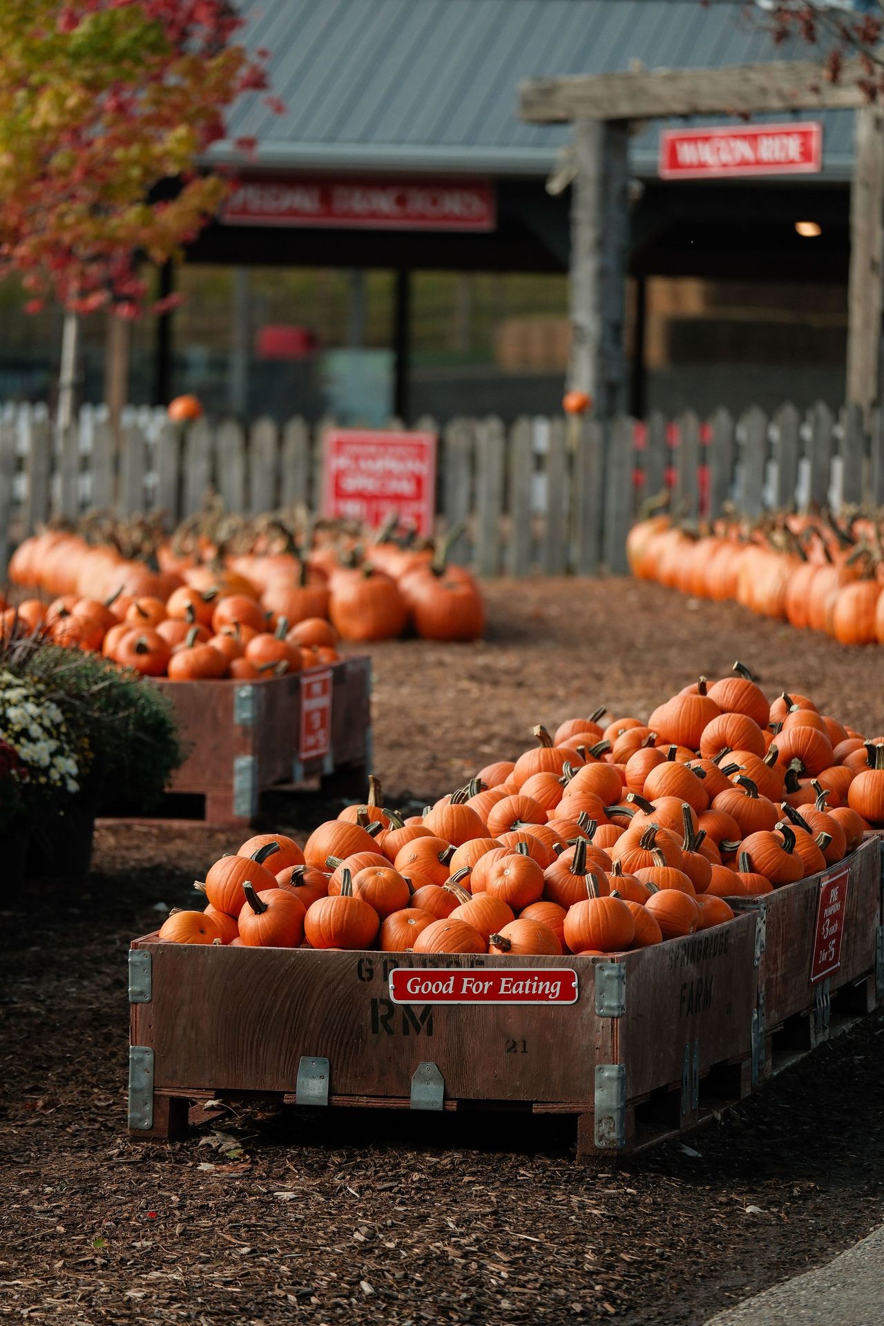 Springridge Farm - How tall this fall?! 🧑‍🌾 Harvest Weekends start ...