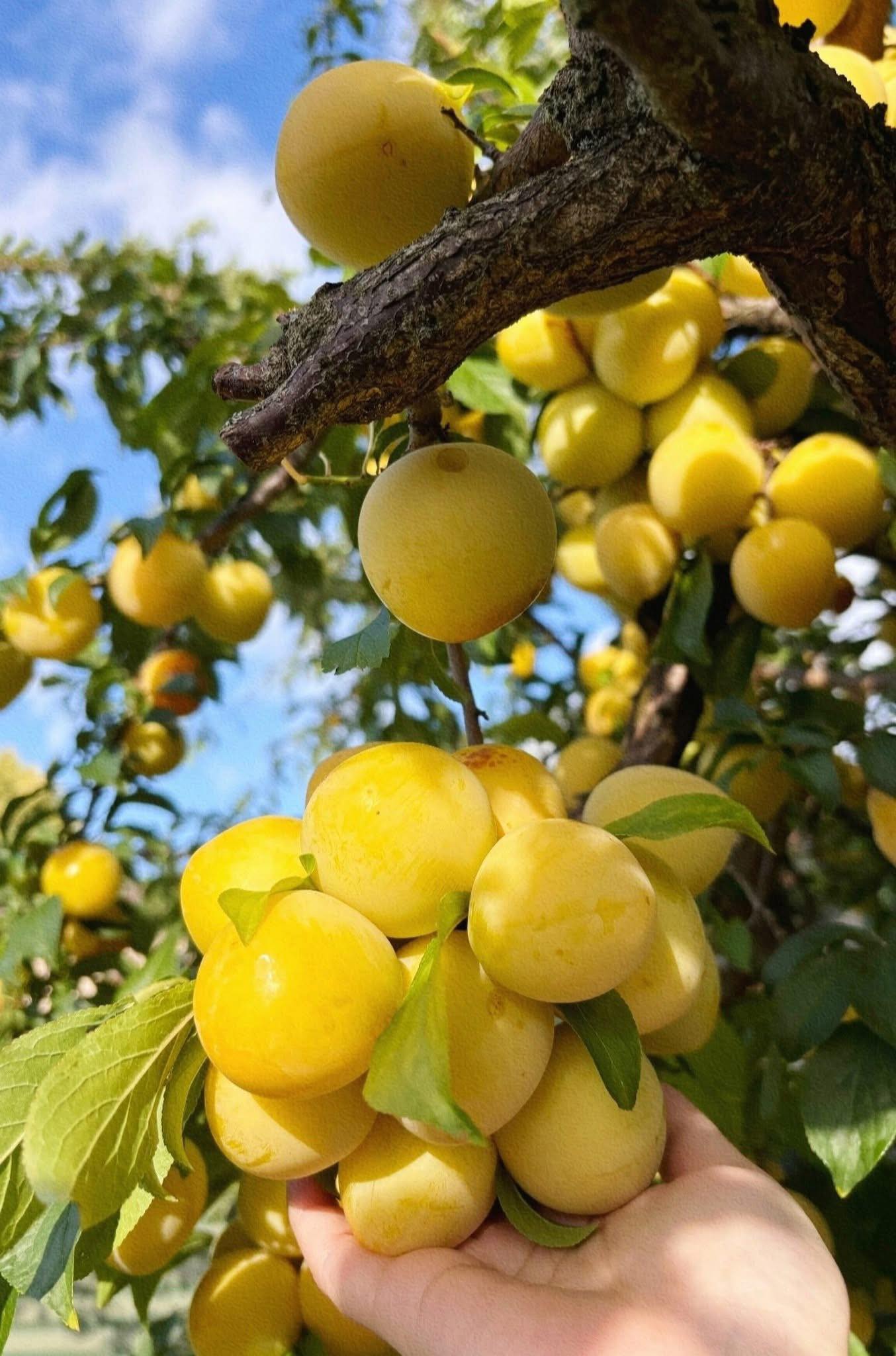 Hiromi red plum … Very good plum variety both in taste 👅 and