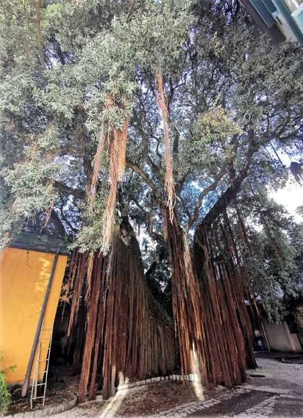 Biblioteca - 📢‼️ Concurso “Árbol, Bosque y Bosque Urbano del Año en ...