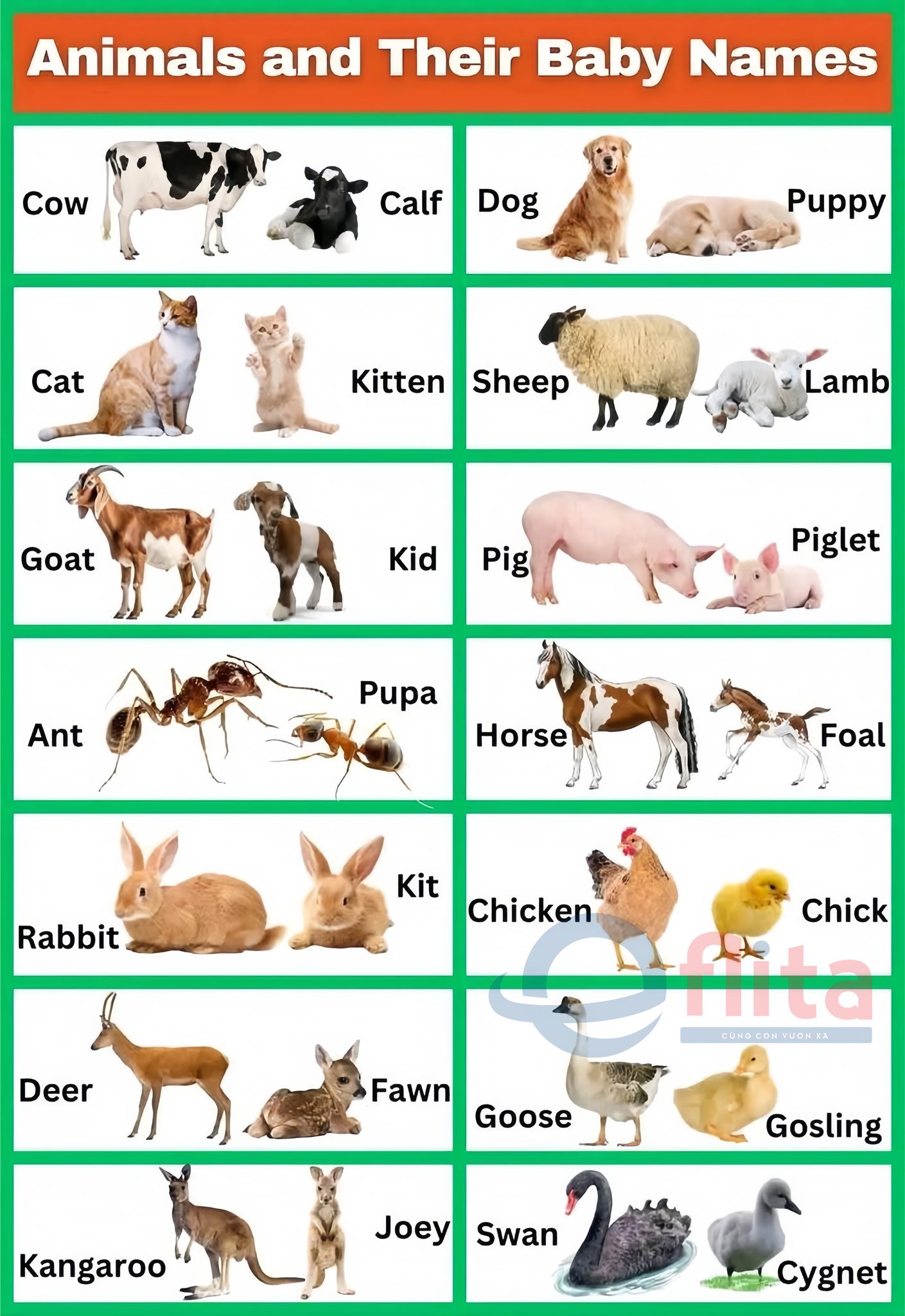 Tên gọi các loài vật và... - Eflita Edu - Tiếng Anh Gia Đình | Facebook