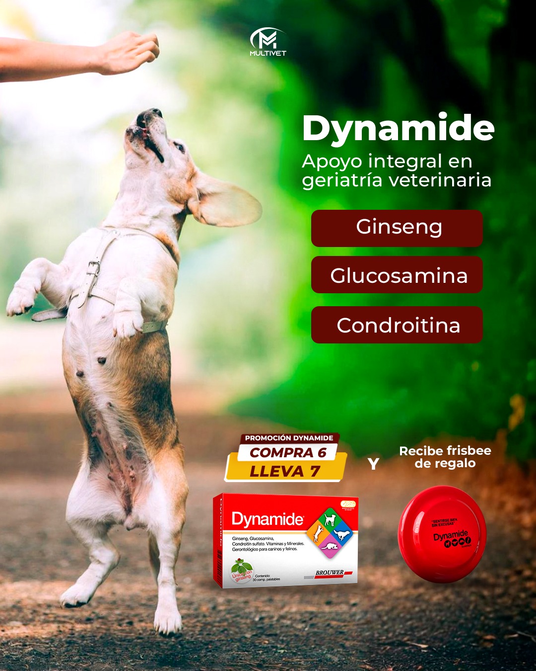 Multivet - 🐶👵 Dynamide es el apoyo integral que los perros... | Facebook