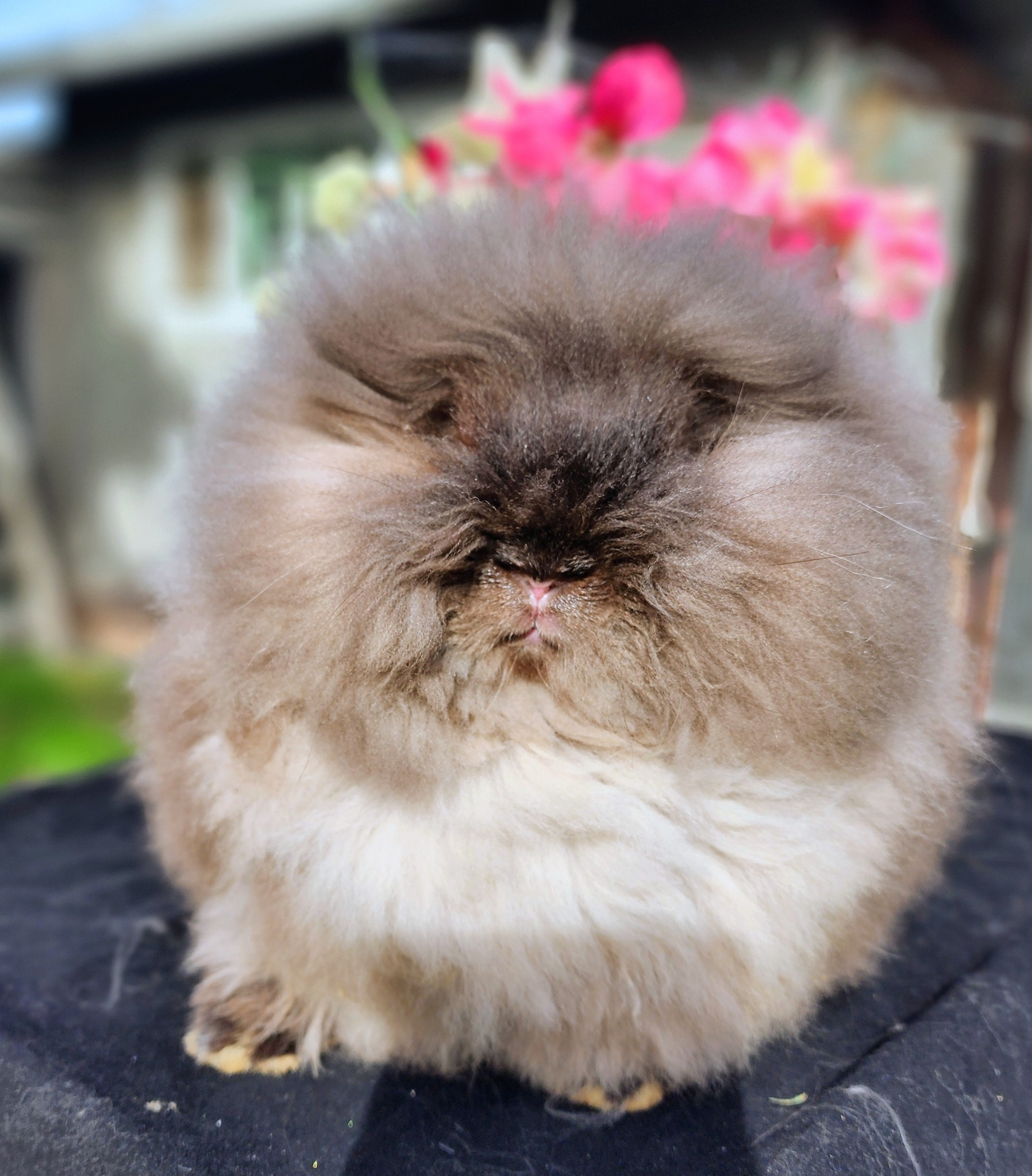 Mane Attraction Lionhead Rabbits