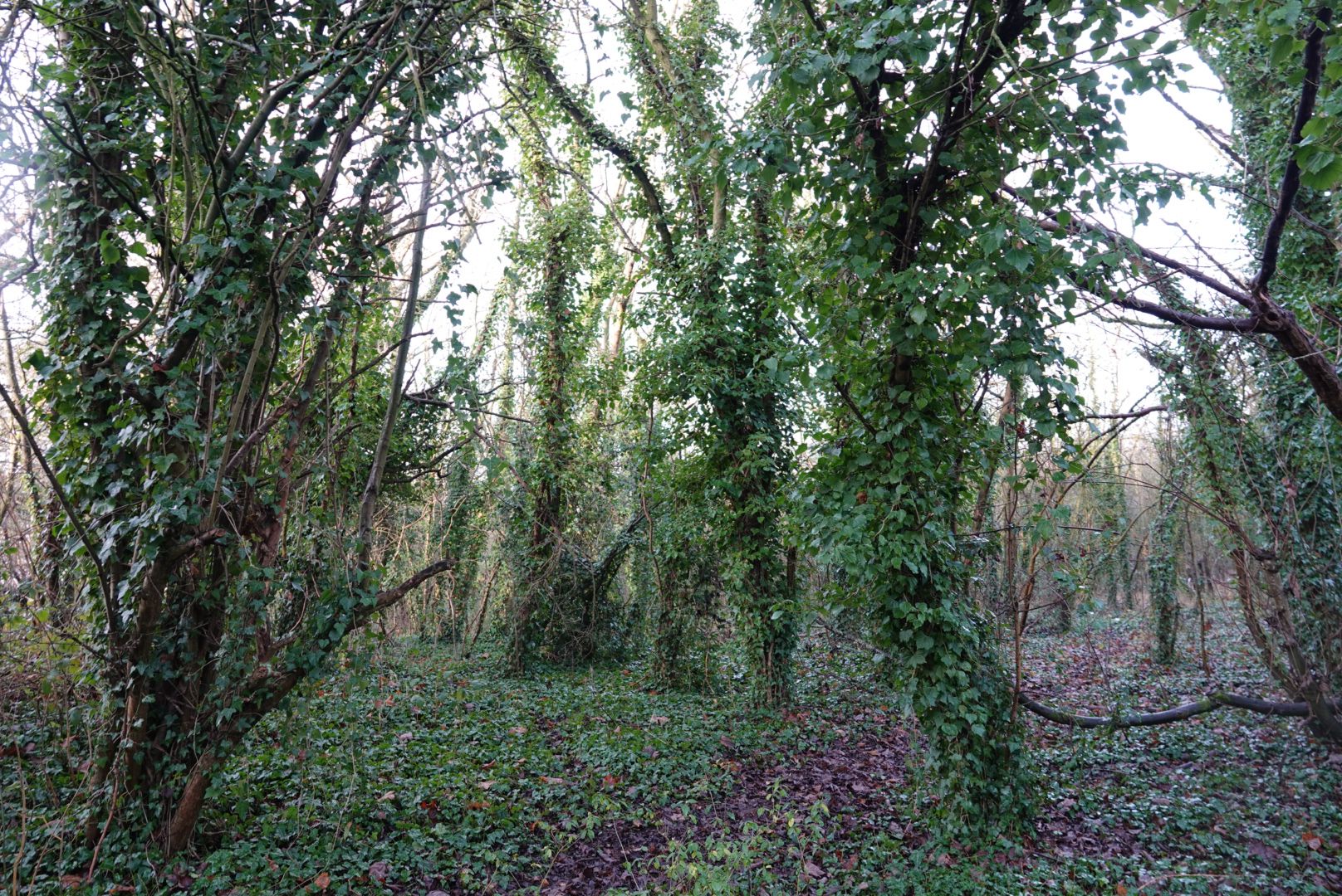 🌿 Why Ivy... - Friends of Colwick Woods Local Nature Reserve | Facebook