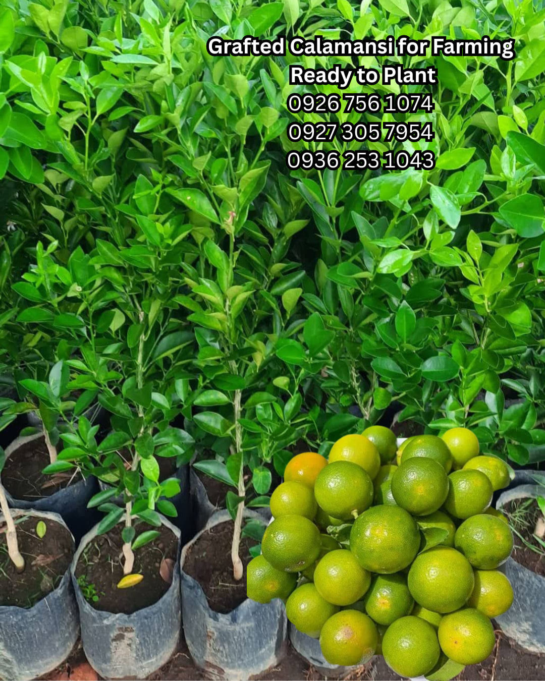 Fascinating Calamansi Tree For Sale Images