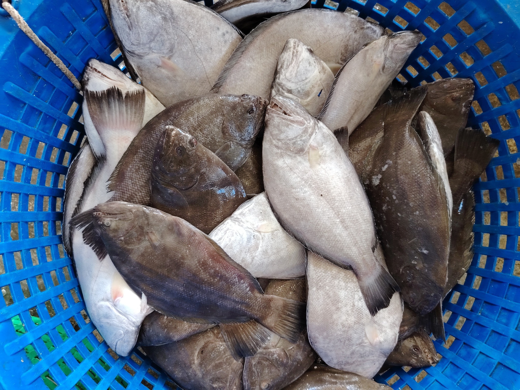 HASIL LAUT MIF