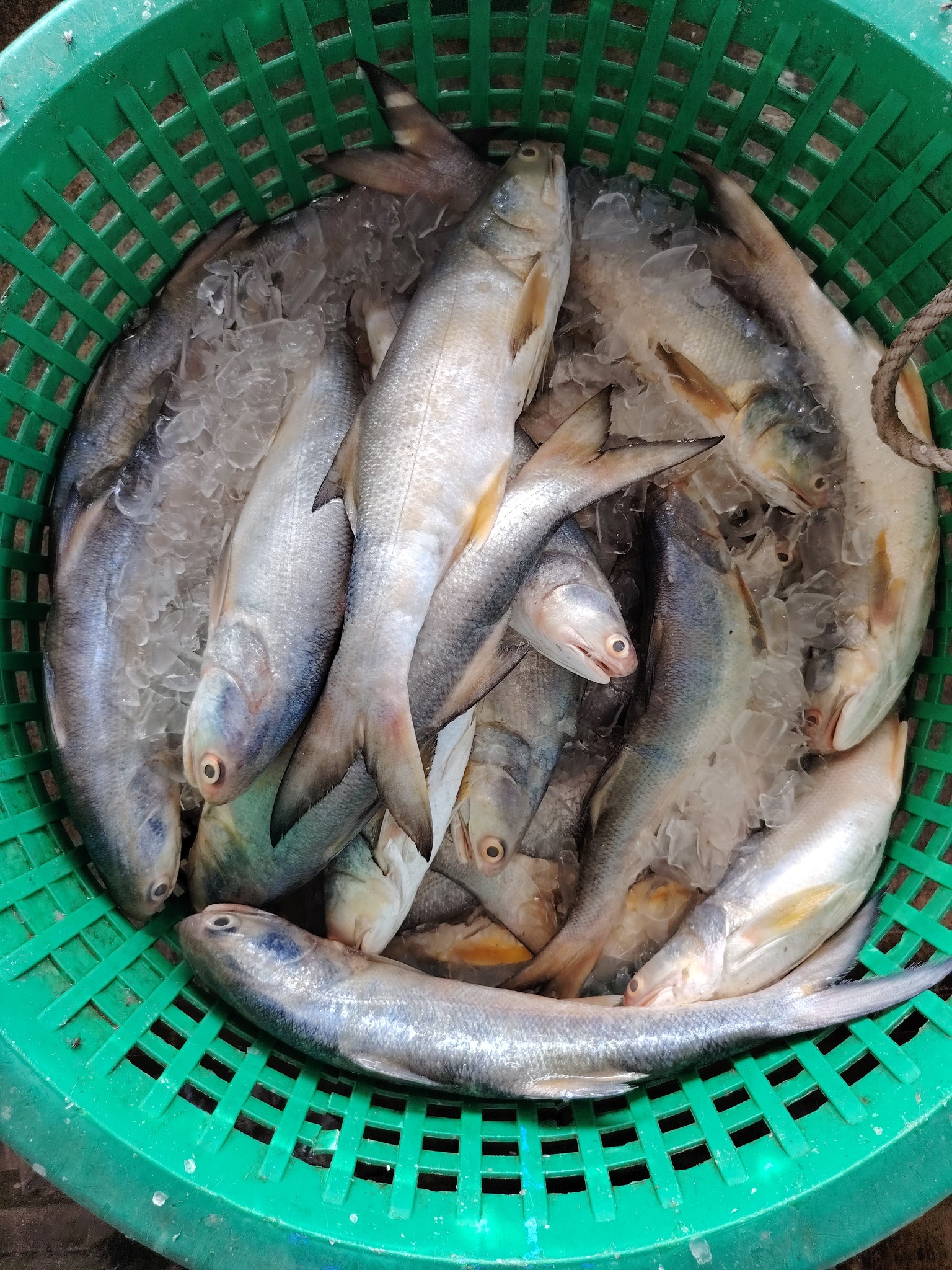 HASIL LAUT MIF