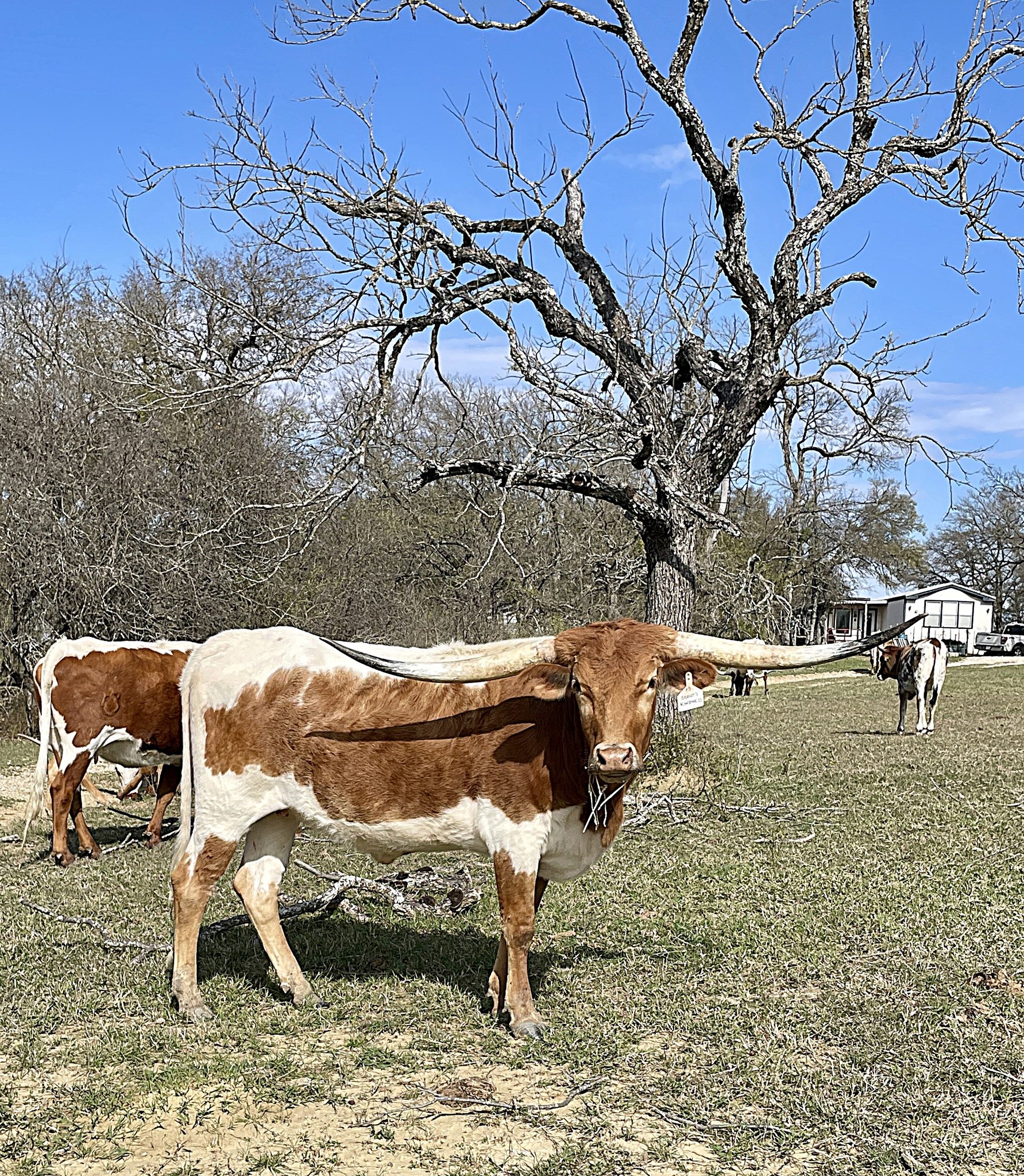 r3 hilltop ranch | Chilton TX