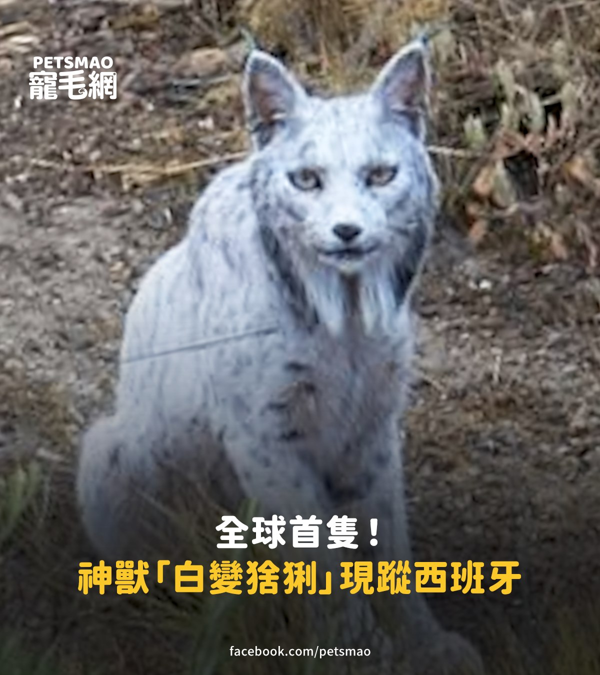 寵毛網 - 好像寶可夢ㄛ...😮 【全球首隻！夢幻神獸「白變猞猁」現蹤西班牙 珍貴空靈美照超震撼】 - 📰 完整資訊：https ...