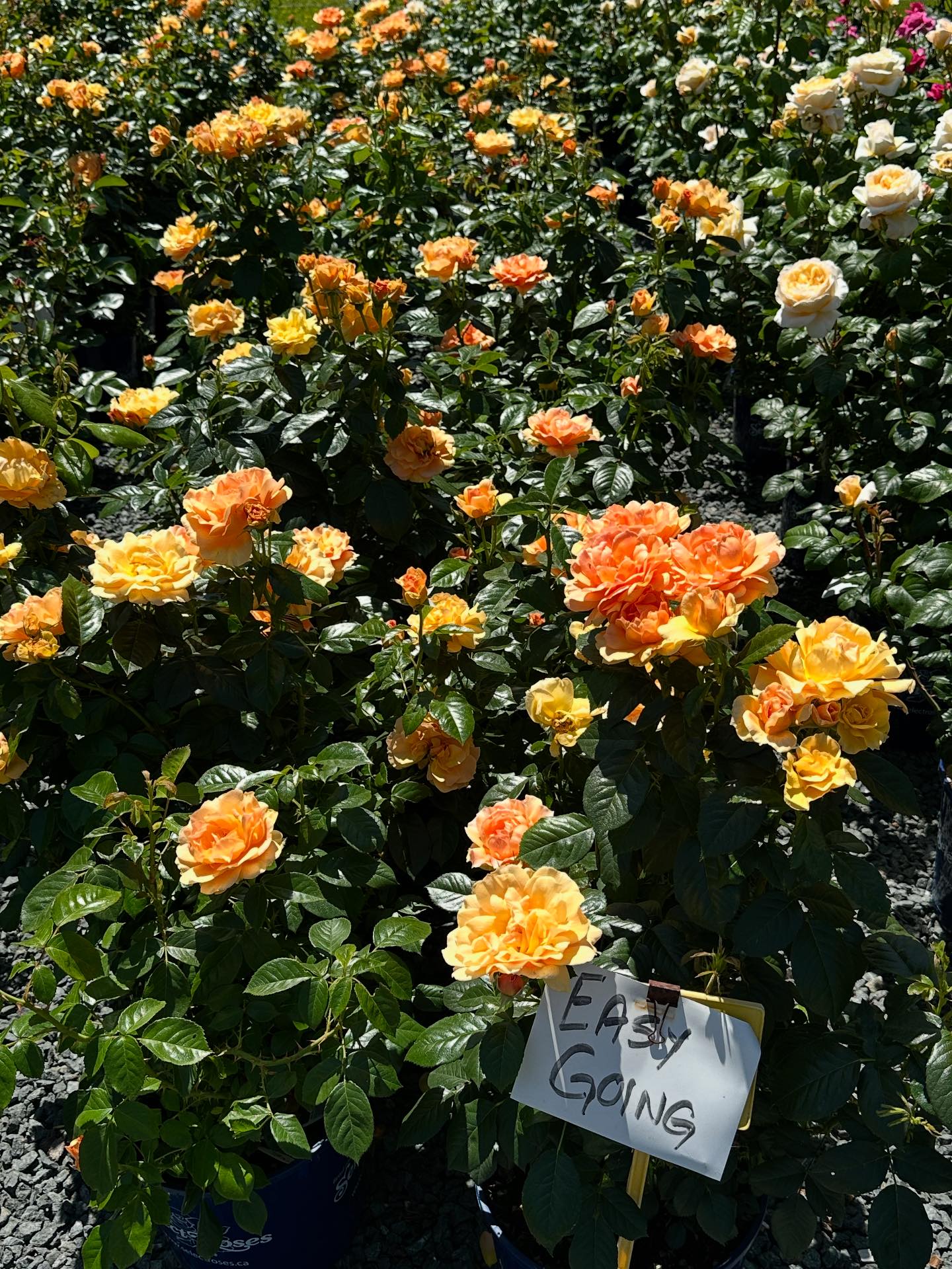 Select Roses - Easy going the yellow version of my fav... | Facebook