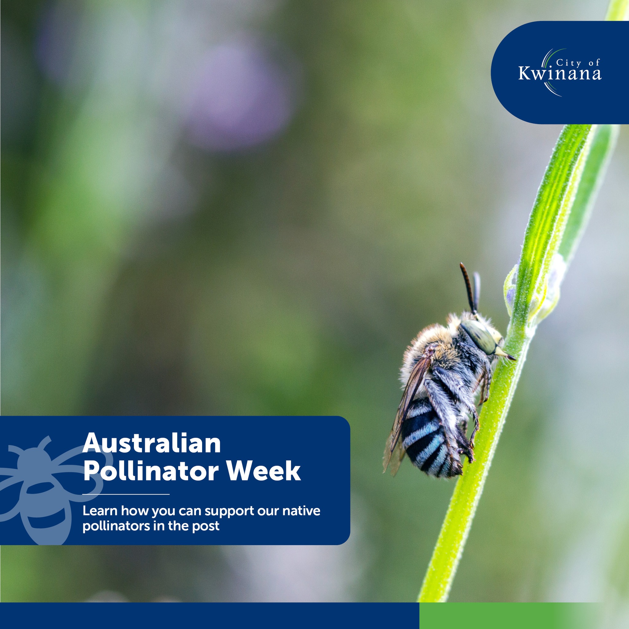 City - Pollinators. You are the real MVP. 👏 Native bees, butterflies ...