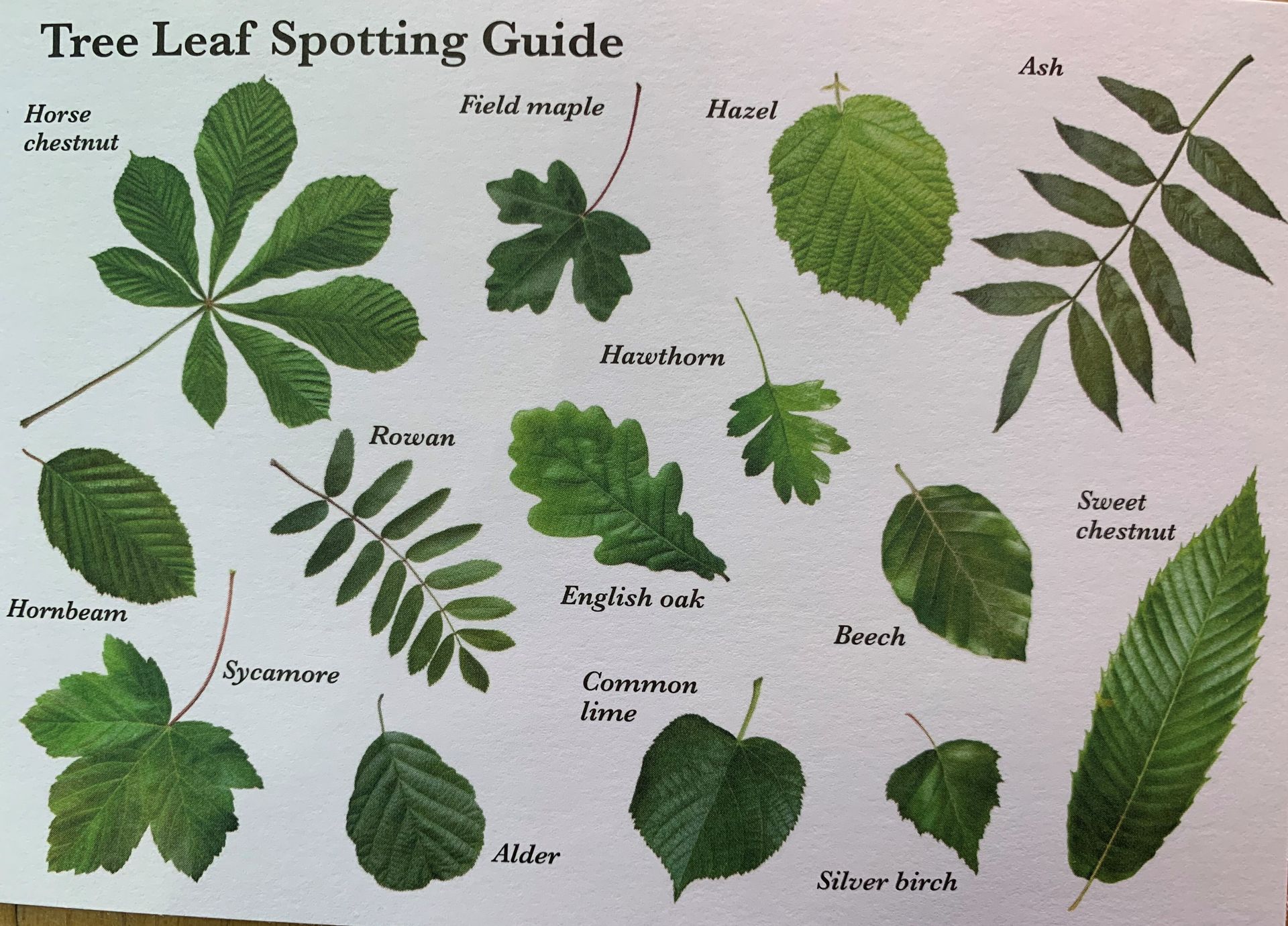 CPKLibraries - Did you know that today marks the start of National Tree ...