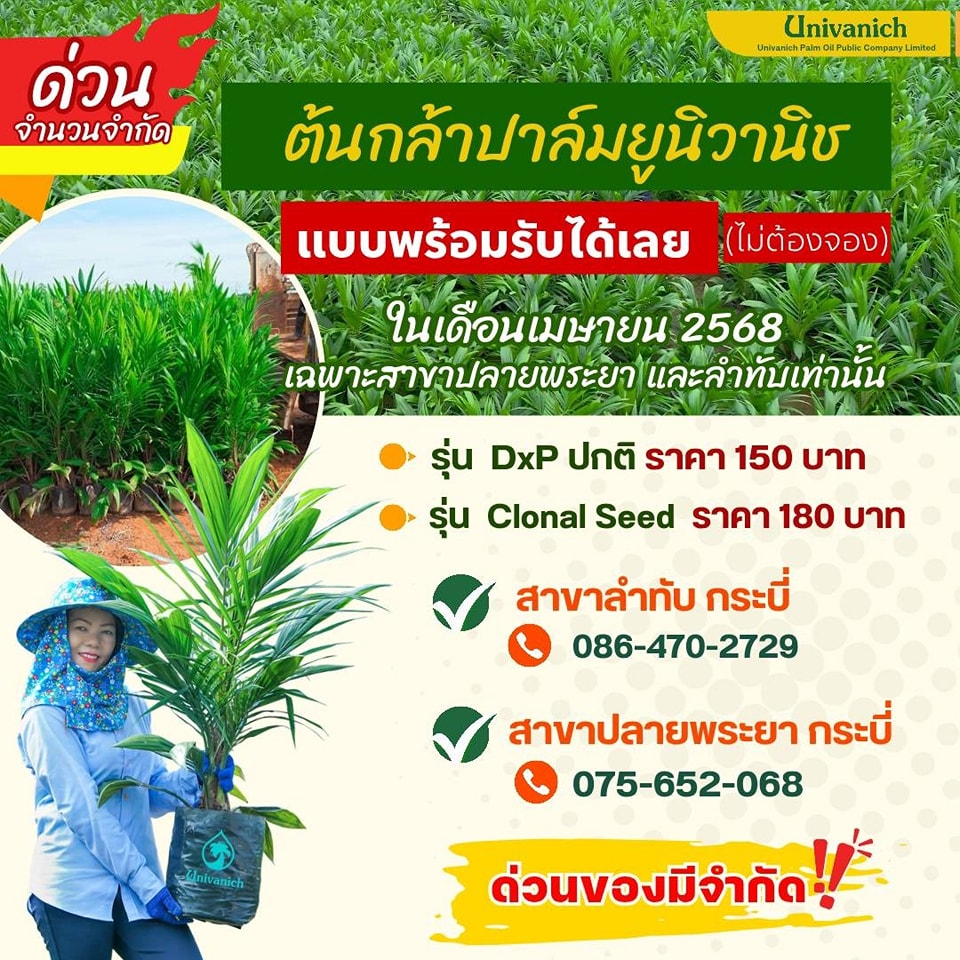 ด่วน!!!... มีจำนวนจำกัด... - Univanich Oil Palm Seeds | Facebook