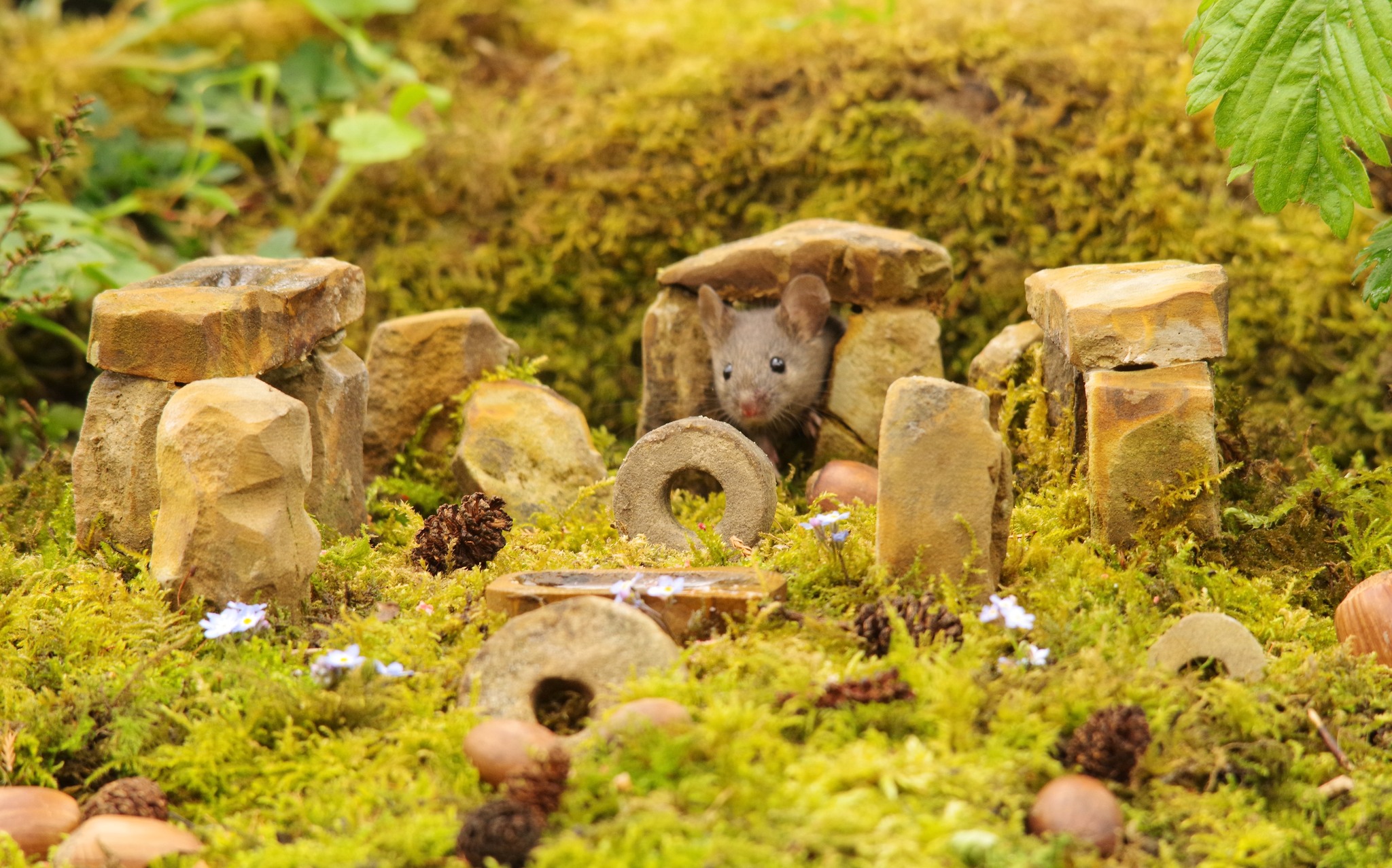 George the Mouse in... - George the Mouse in a log pile house