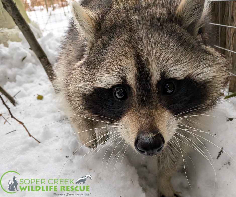 Soper - That iconic raccoon mask isn’t just for looks 😎🦝 Cheeto’s black ...
