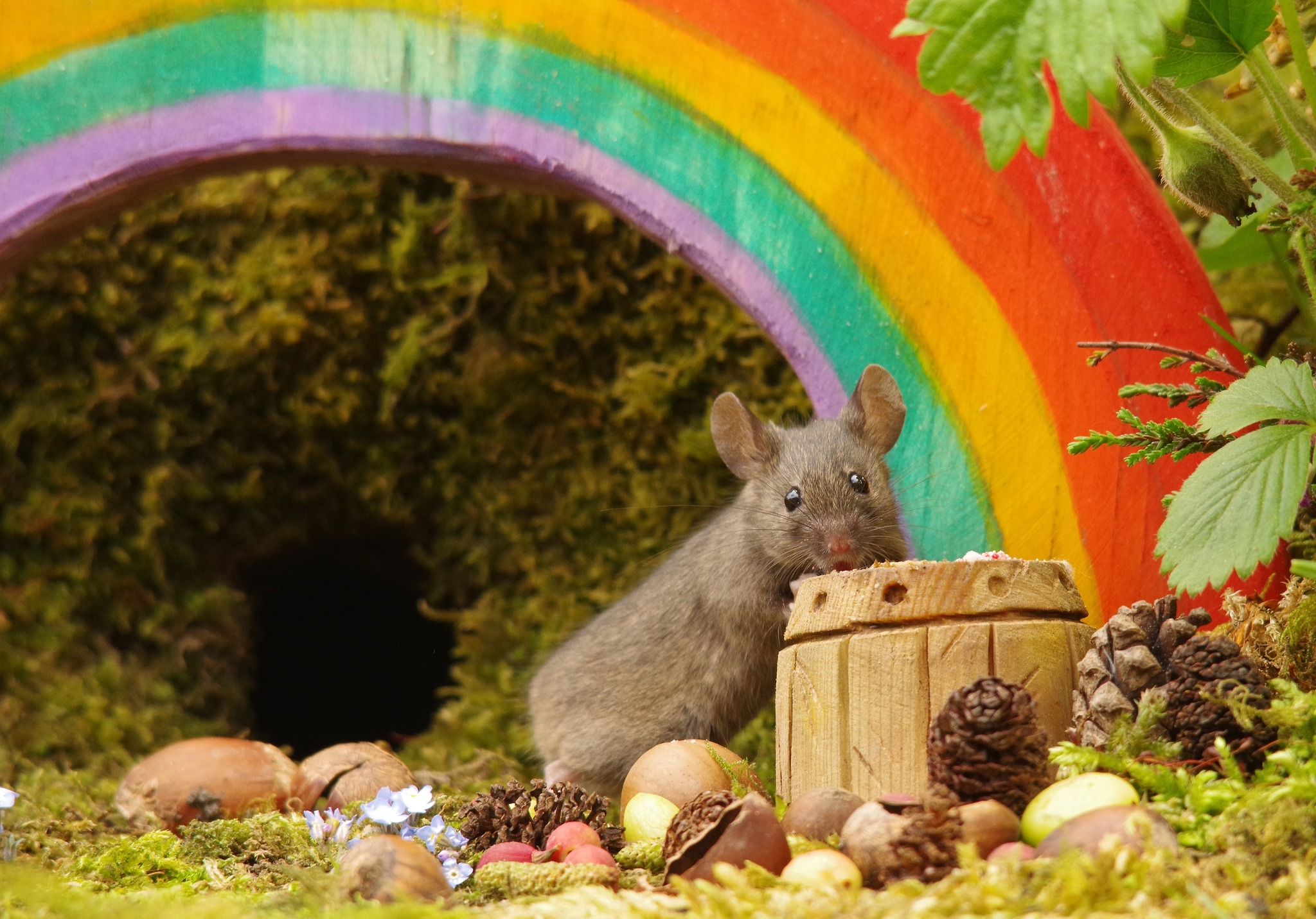 George the Mouse in... - George the Mouse in a log pile house