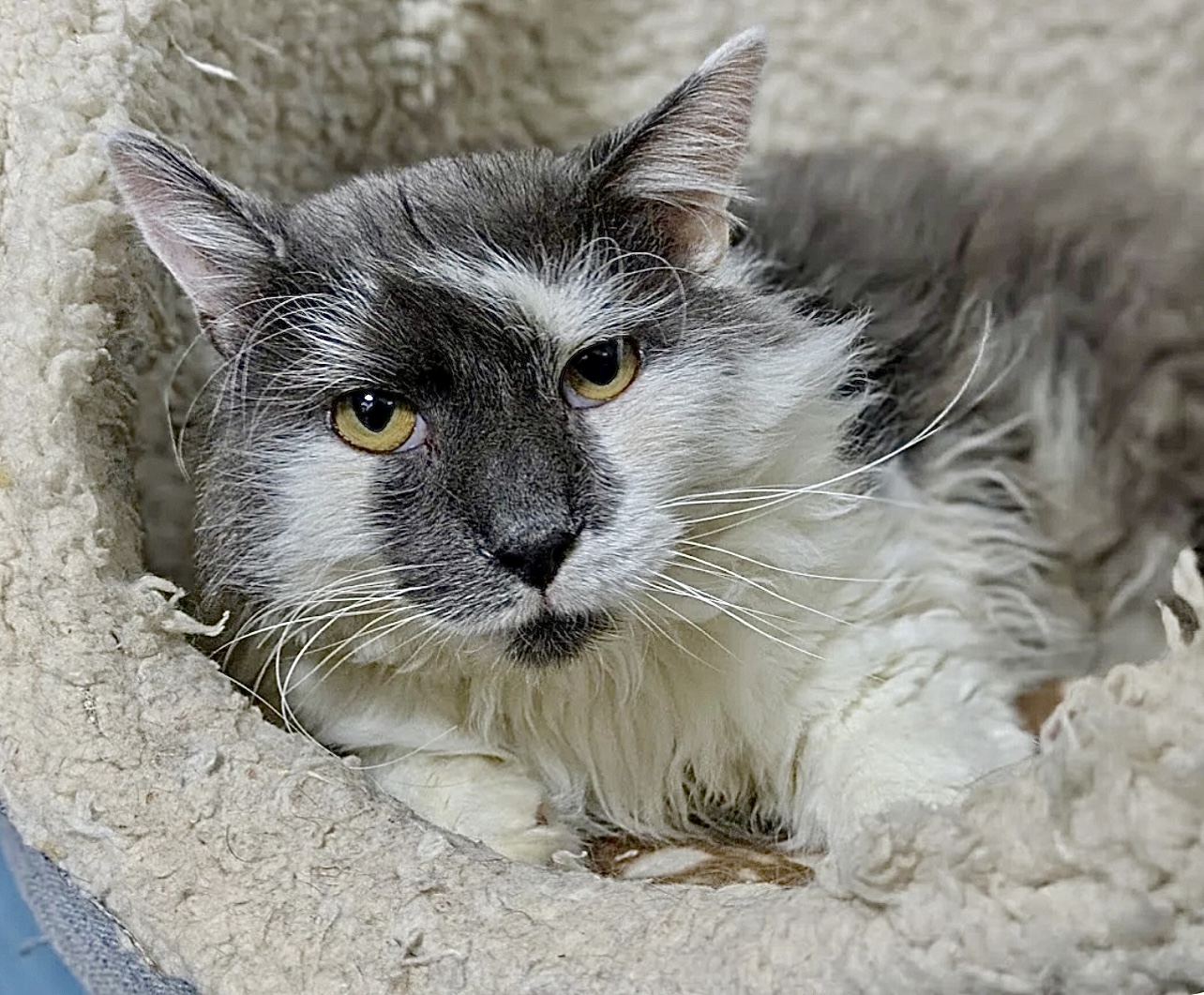 Celia - Ernest was found wandering the streets with a head tilt, and ...