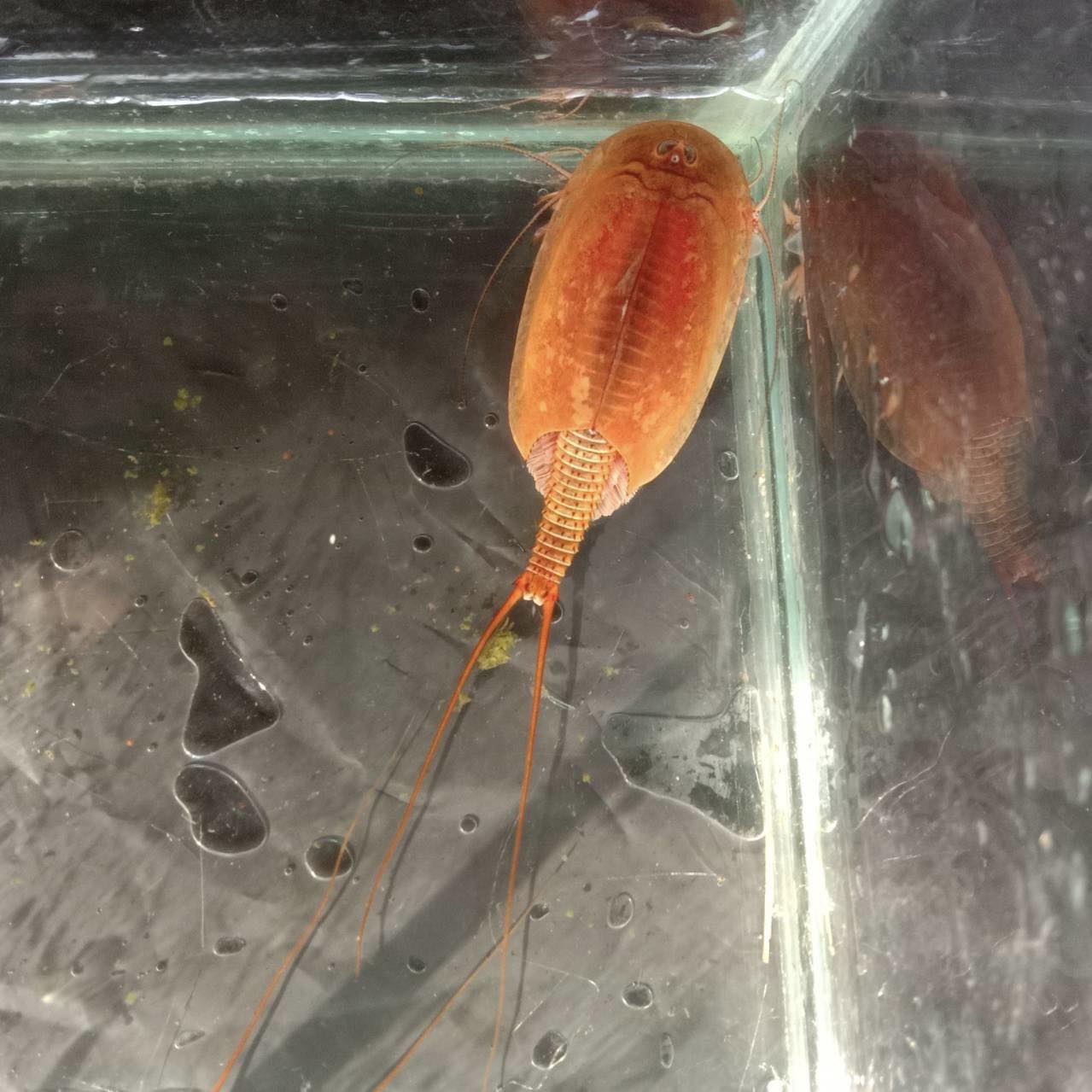 🆕 New Arrival at GreenWaterFarm! 🐚 We’re excited to introduce a brand ...