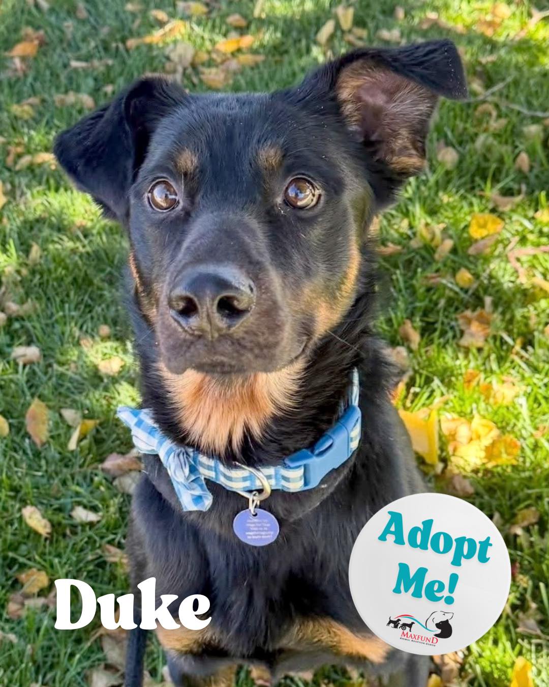 Meet... - MaxFund No-Kill Animal Shelter and Adoption Center | Facebook