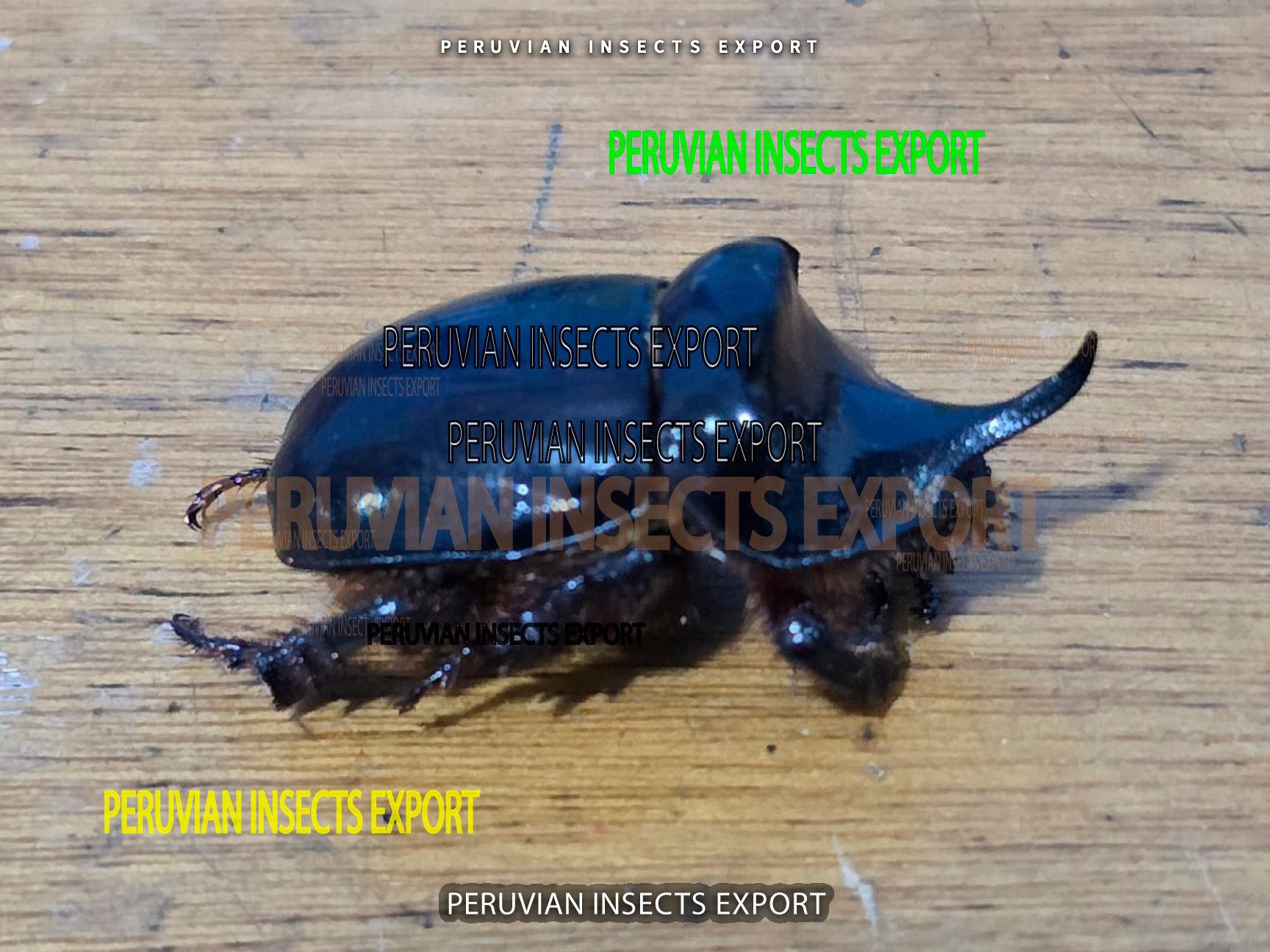 Peruvian Insects Export