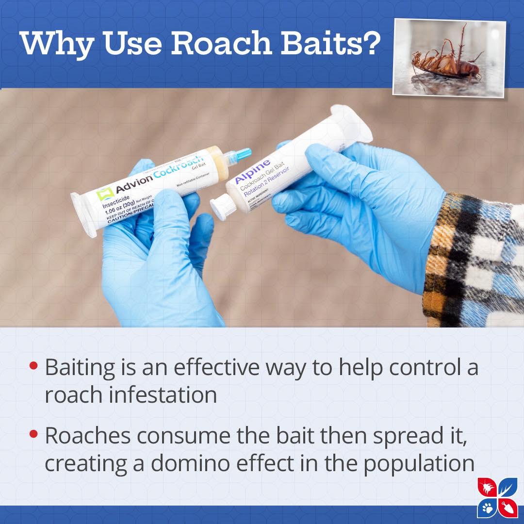 Domyown.com - The power of Roach Bait 💥🪳 Since roaches are highly ...
