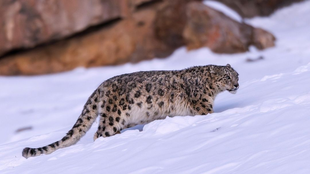 Snow - A new research study led by Stanford sequenced the genomes of 37 ...