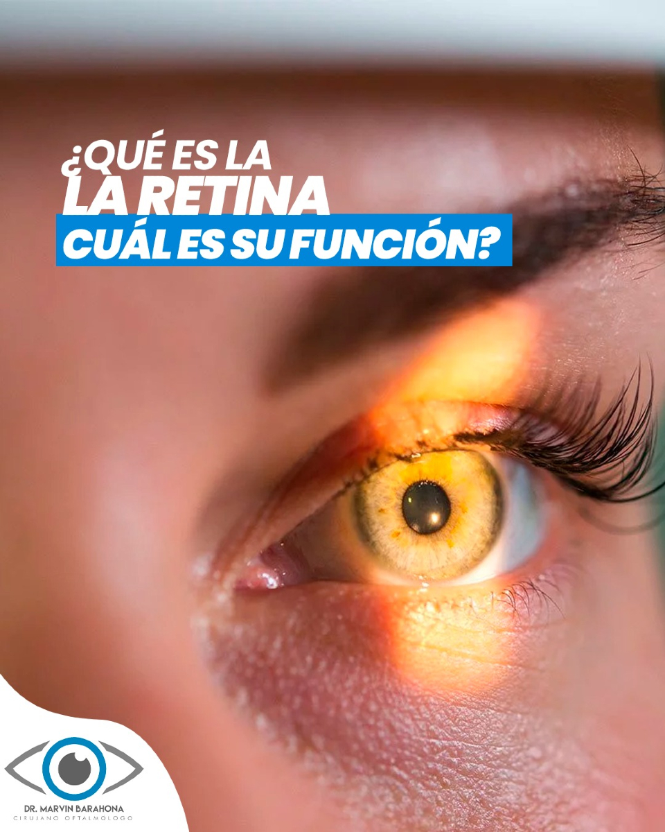 Dr. - La retina es una capa delgada ubicada en el fondo del ojo 👀 que ...