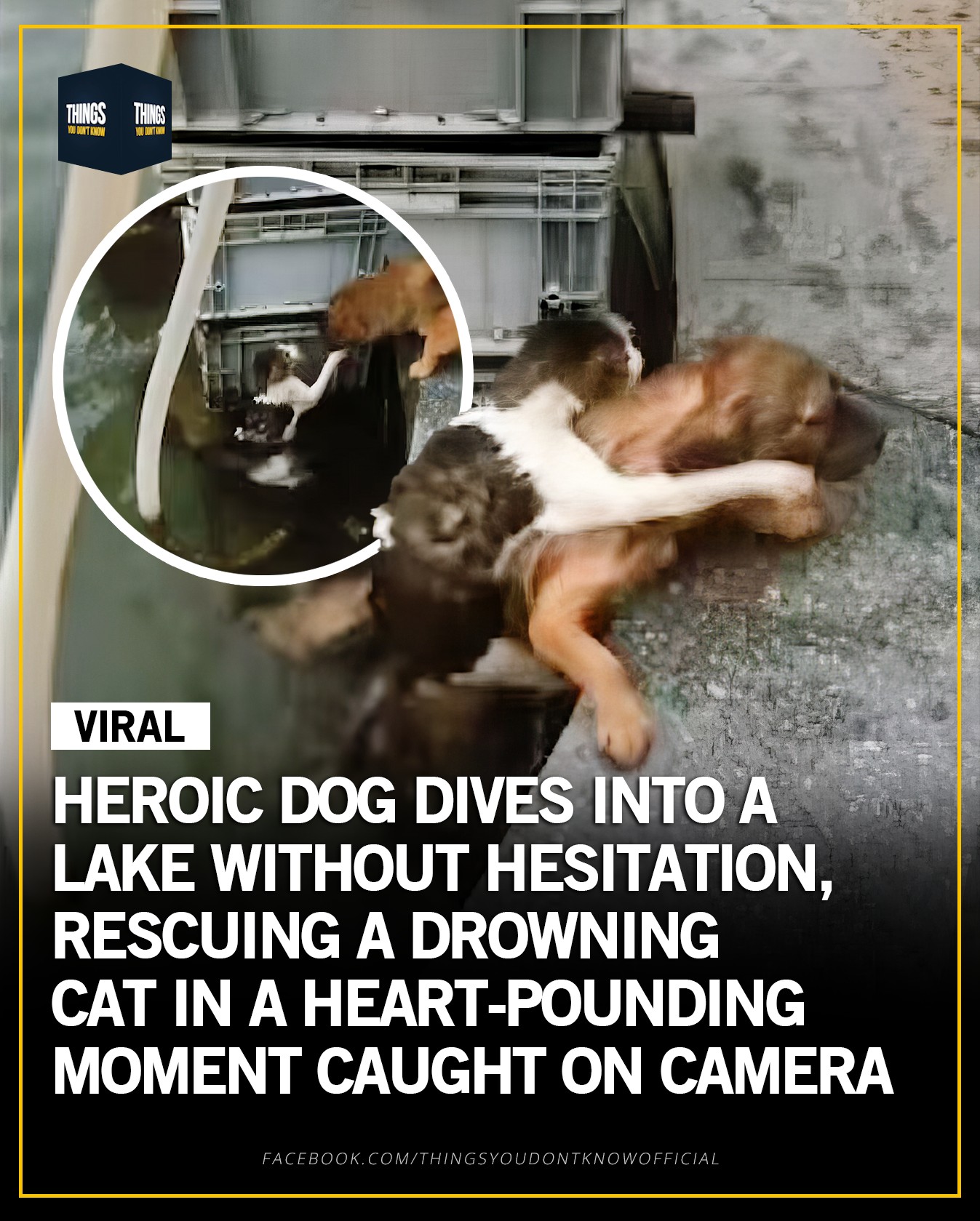 Curated visual reference: Visual Reference: Things A Fearless Dog Jumped Into The Water The Moment