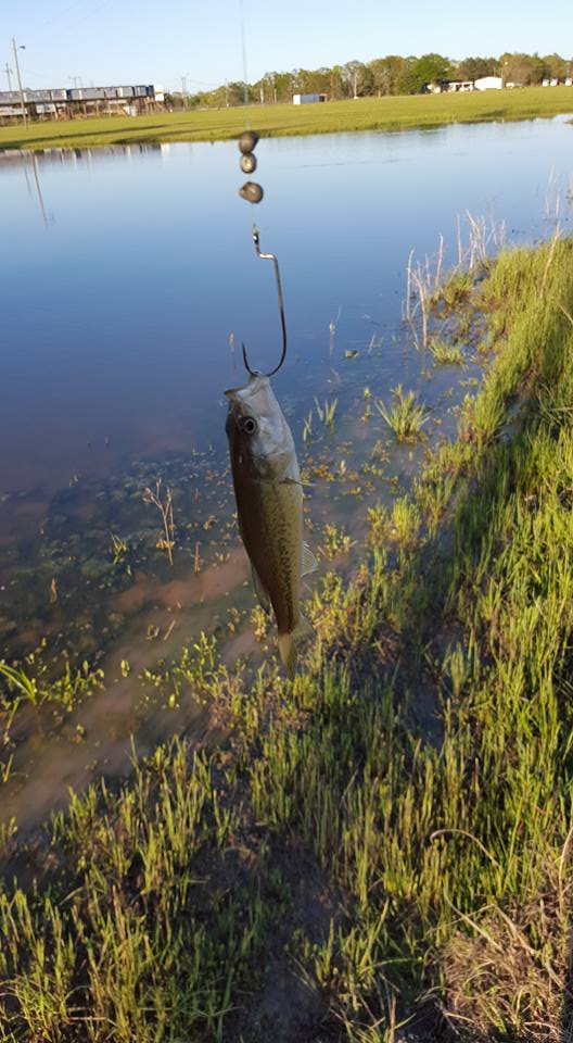 enigma fishing ippon 100 reel primary target species__snapper Tom Pickering Daiwa Whisker Line Spooling (SUFIX/CORTLAND):No Line, Reel Only The Battle IV is