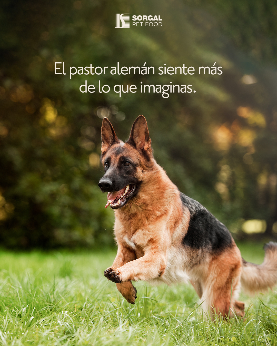 Sorgal - Pastor alemán Dicen que es raro que el pastor alemán entienda ...