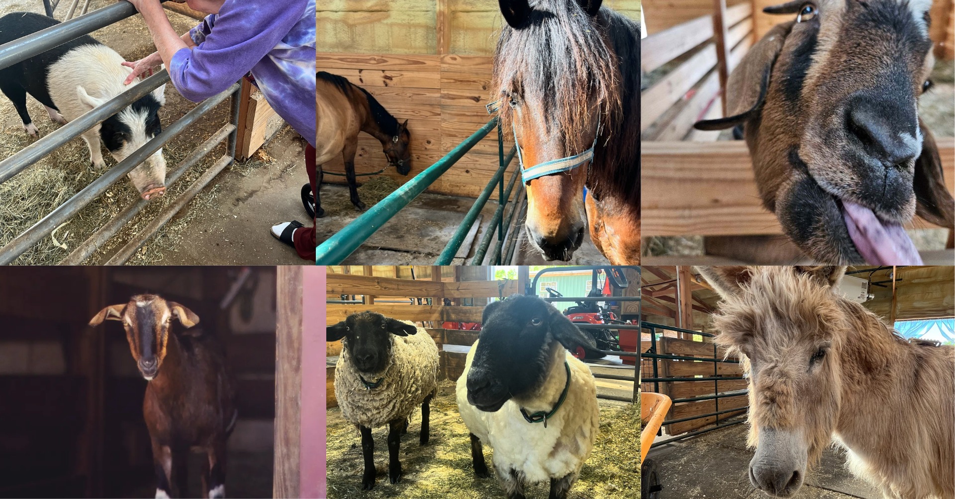 Another Chance Ranch | Neosho WI