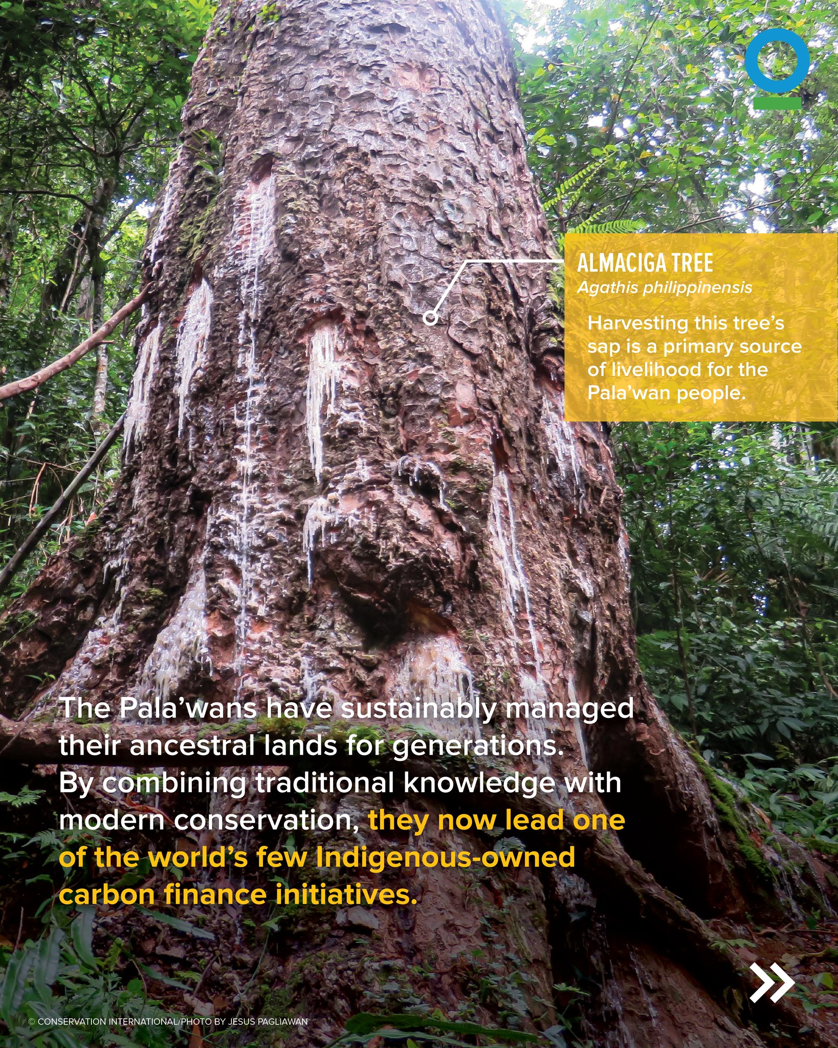 Conservation International Philippines | Quezon City