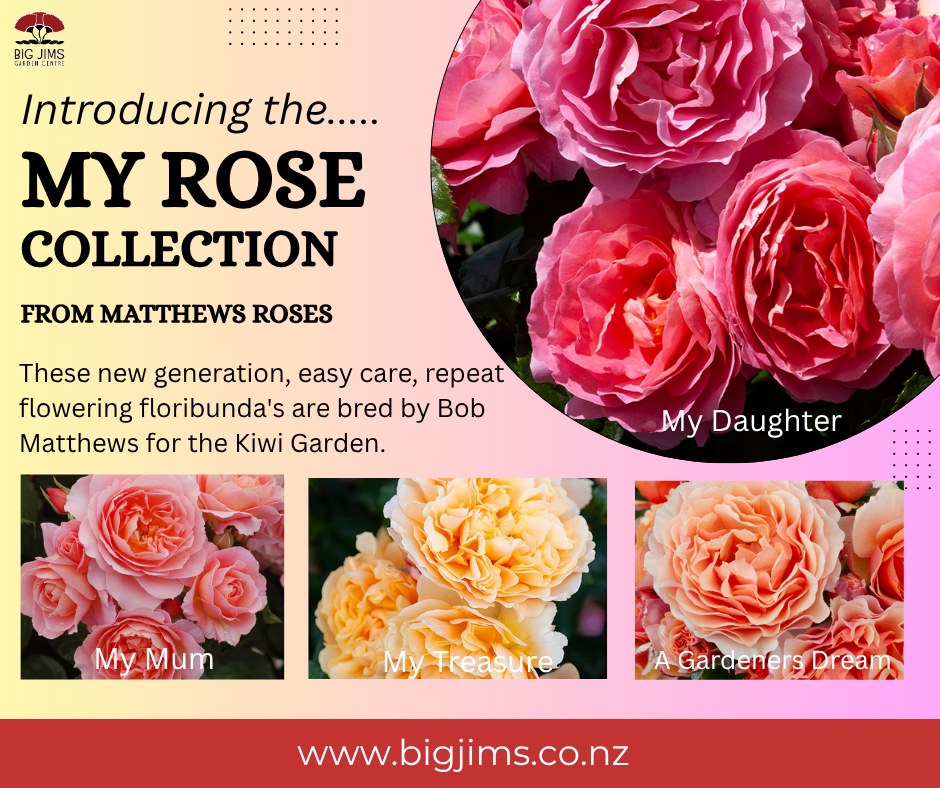 Big - 🌹 𝐉𝐔𝐒𝐓 𝐀𝐑𝐑𝐈𝐕𝐄𝐃! 🌹 We’re so excited to have a selection of the ...