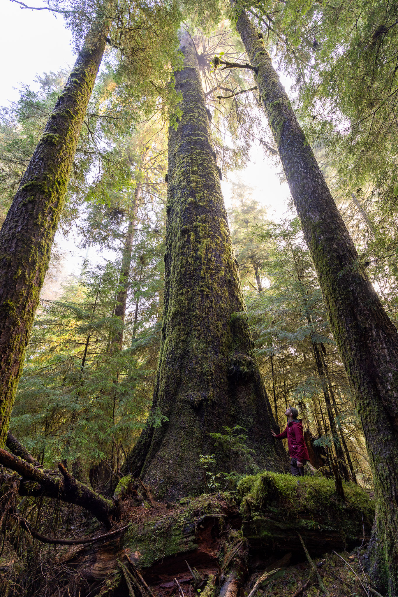 Ancient - Many towering trees soar over 230 feet (70 meters) into the ...