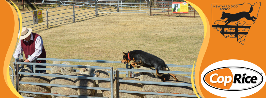 🏆🏆 CopRice... - Victorian Yard Utility Farm Dog Association | Facebook