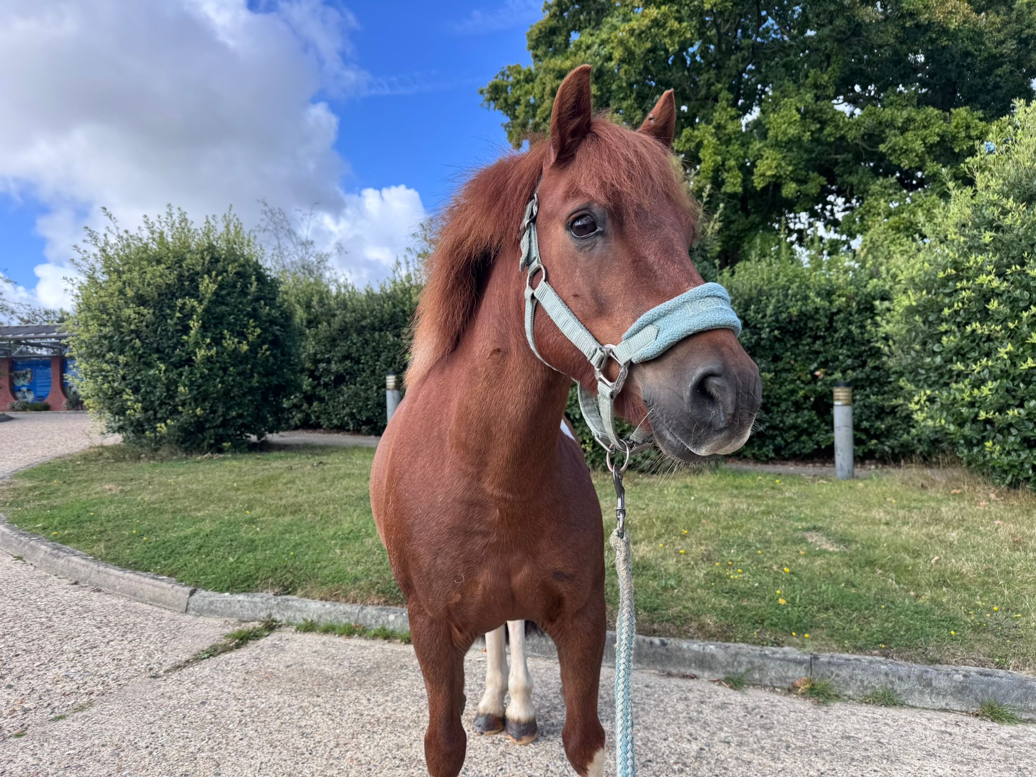 Raystede Centre for Animal Welfare | Lewes