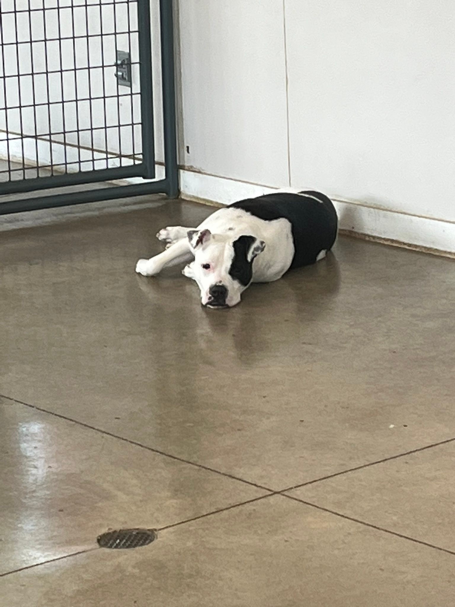 Wash & Wags Pet Grooming Grand Rapids | Grand Rapids MI