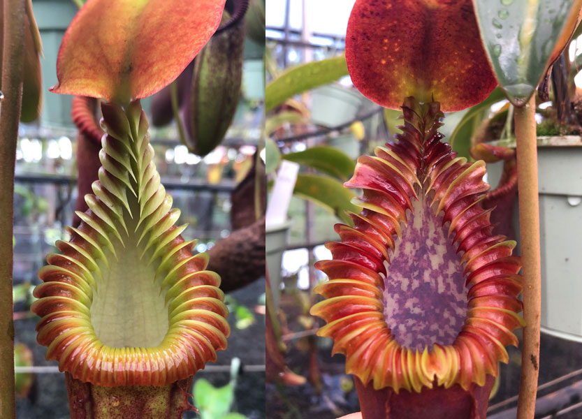 While picking out orders, we noticed this beauty getting some size