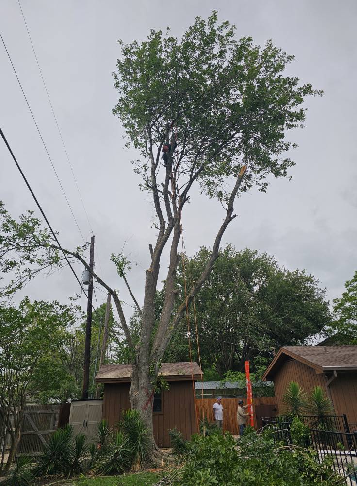 Ray & sons landscaping & Tree service | Kyle TX