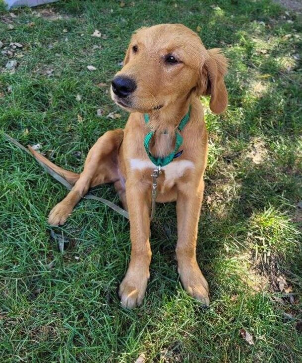 Golden Retriever... - Golden Retriever Rescue Resource, Inc.