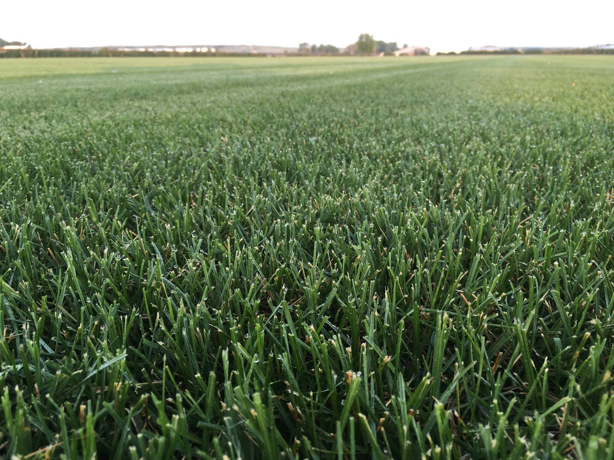 Green Acres Sod Farm, Fairview MT/ND