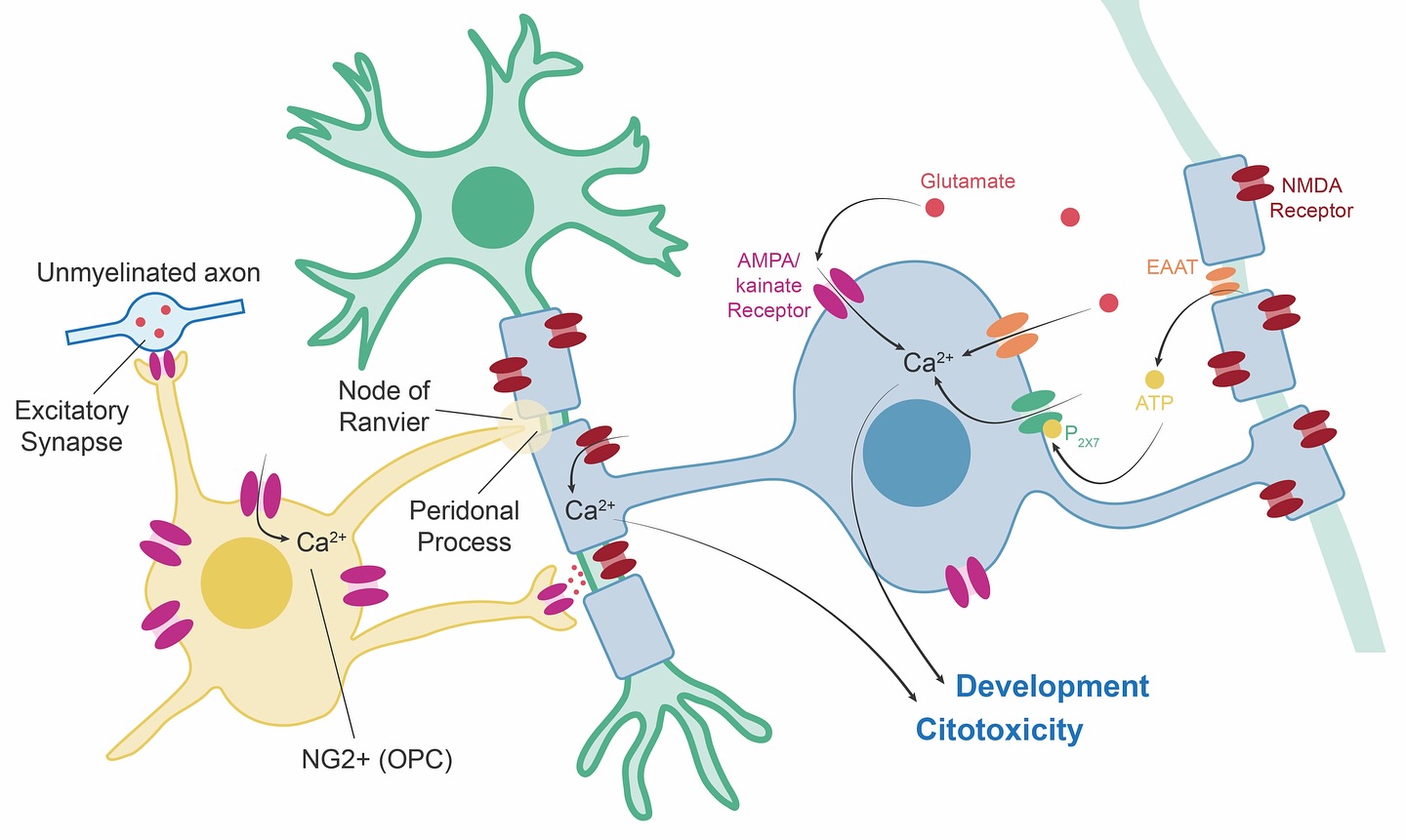 CBEHx - Oligodendrocytes are essential glial cells in the central ...